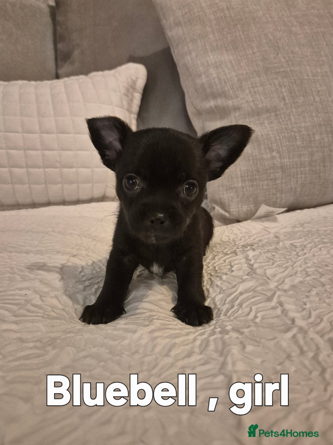 Chihuahua dogs for sale: 4 pure breed chihuahua, 2 merle  2 twins - Advert 28