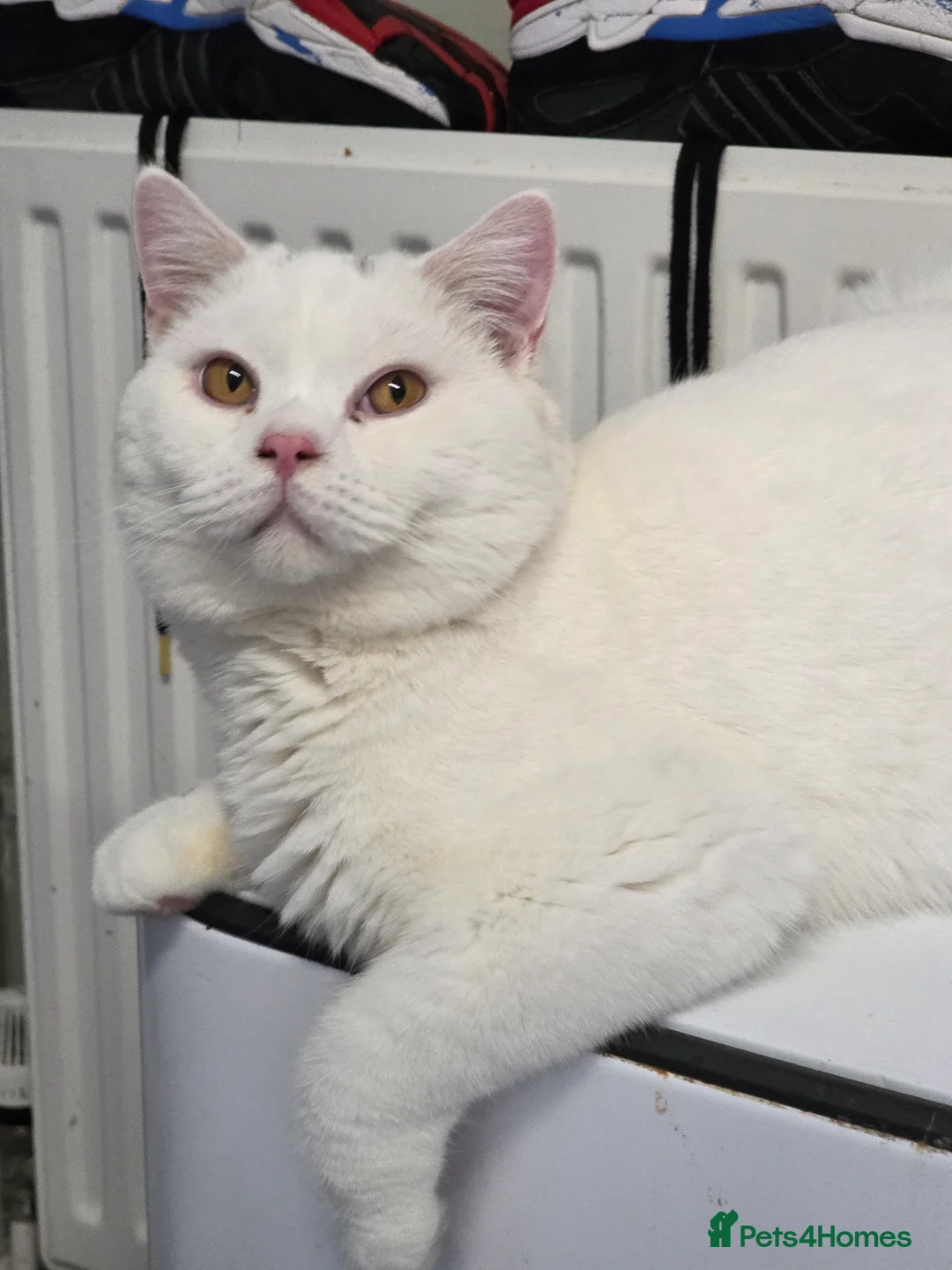 British Shorthair cats for stud: British Shorthair White Boy – proven stud service  - Advert 8