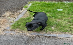 Staffordshire Bull Terrier dogs for stud: Onyx  - Image 6