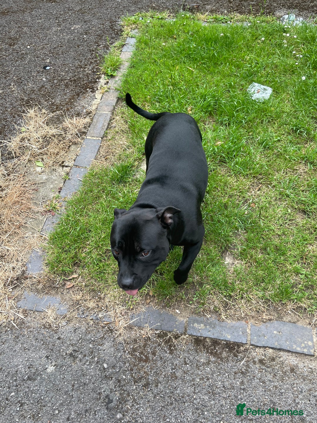 Staffordshire Bull Terrier dogs for stud: Onyx  - Image 6