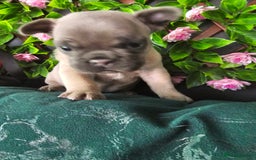 French Bulldog dogs for sale: Beautiful Blue French Bulldog  - Image 4