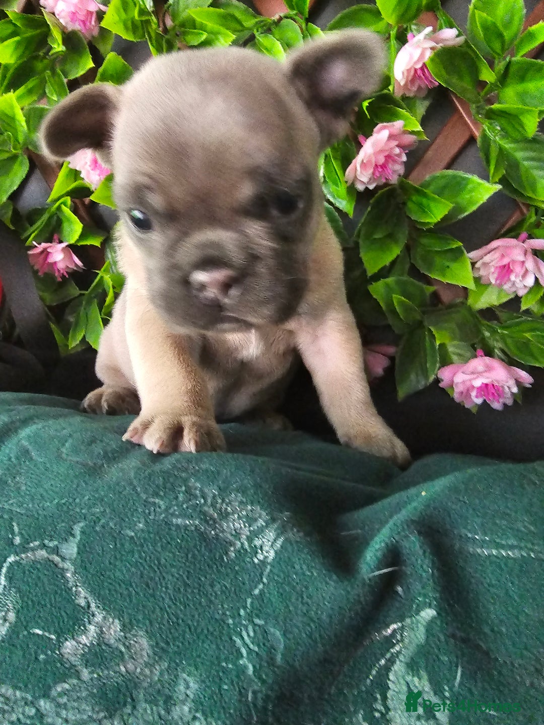 French Bulldog dogs for sale: Beautiful Blue French Bulldog  - Image 4