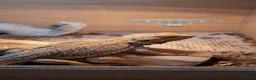 Bearded Dragon reptiles for sale: Bearded dragon male  - Advert 4