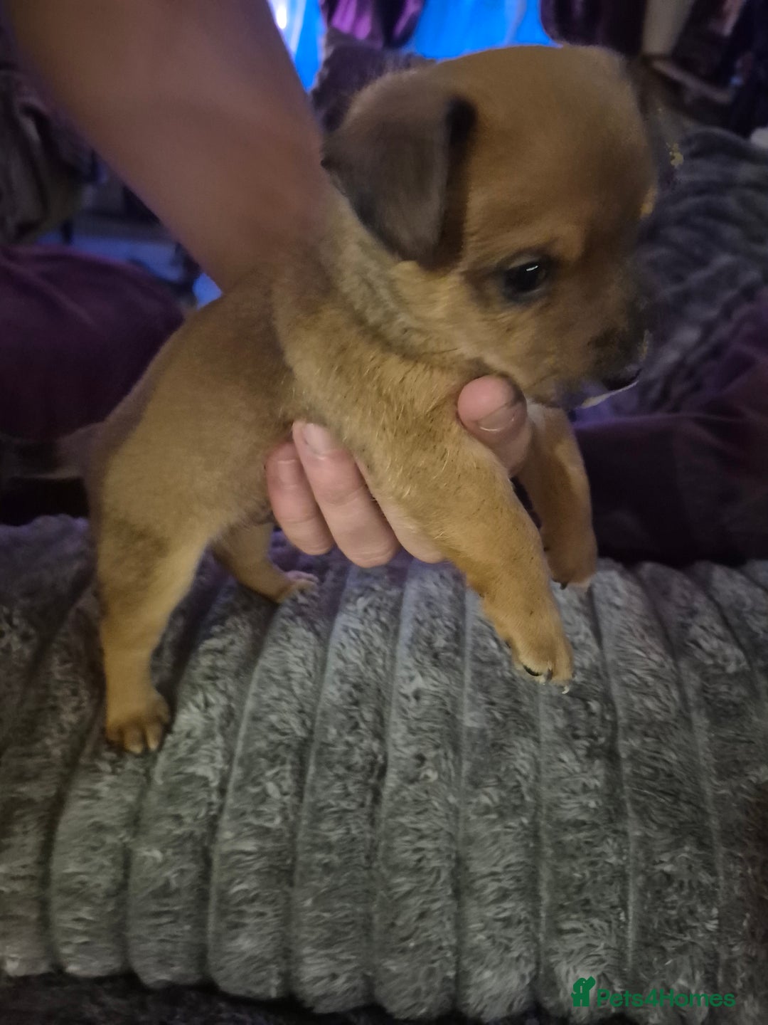Mixed Breed dogs for sale: Mums a Parsons terrier. Dads a corgie-bassett - Image 6