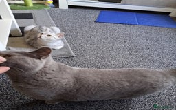 British Shorthair cats for sale: 2 british short-haired cats  - Image 2