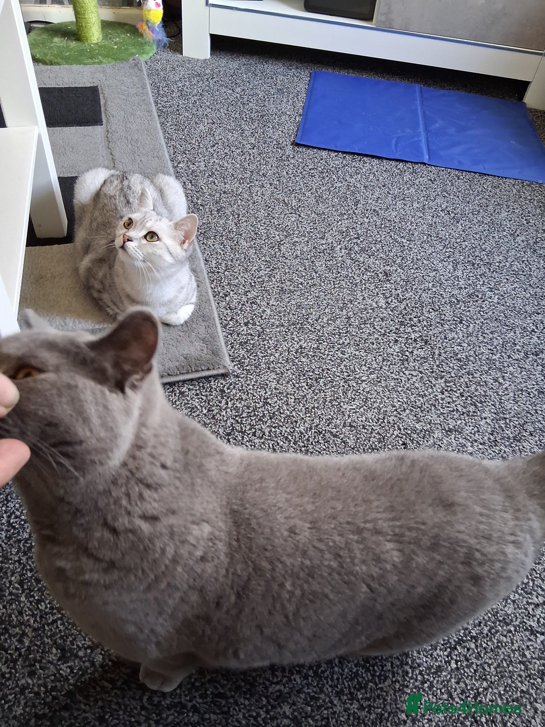 British Shorthair cats for sale: 2 british short-haired cats  - Image 2