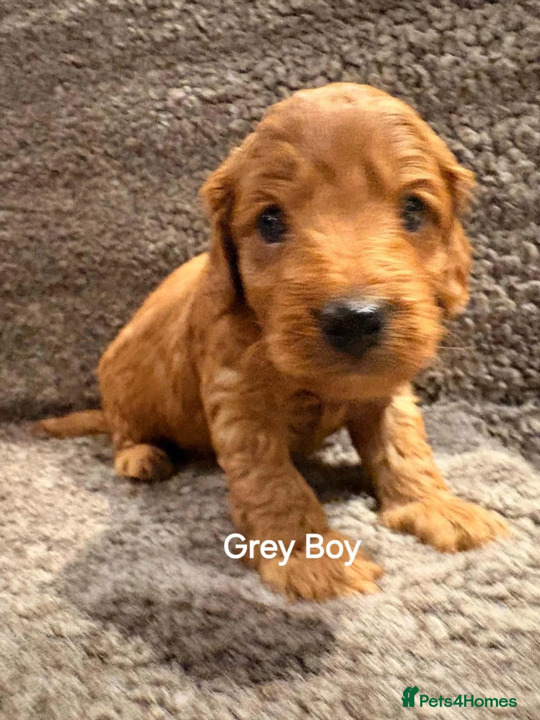 Cockapoo dogs for sale: 🐾 Beautiful F1B Cockapoo Puppies  🐾 - Advert 26