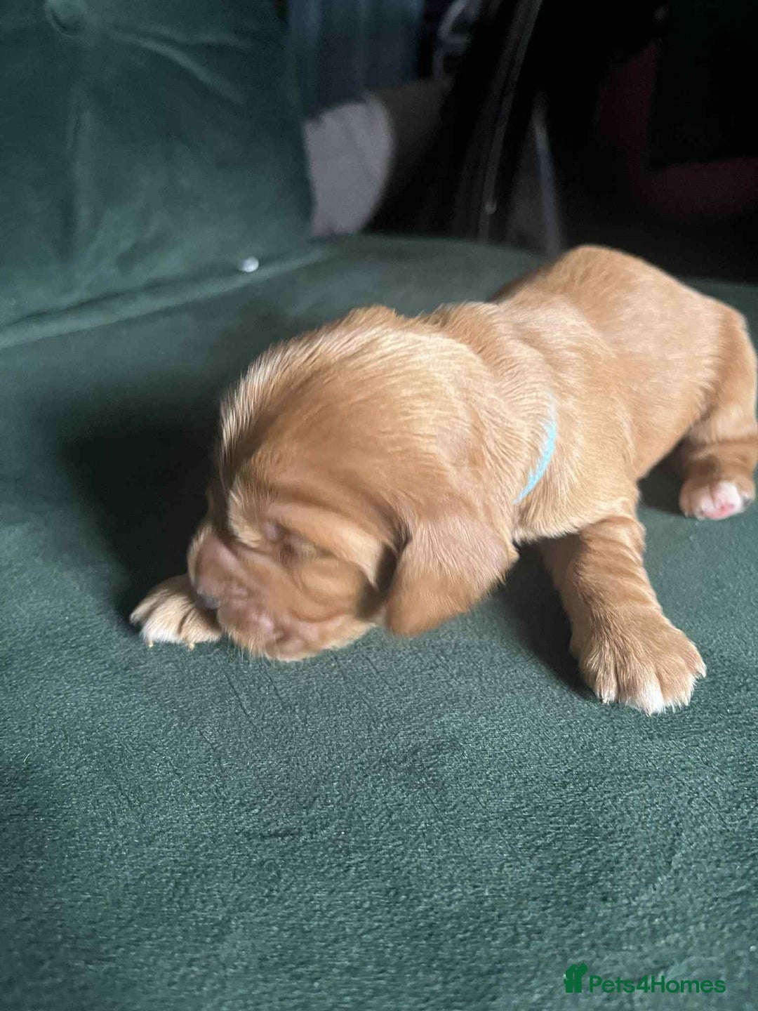 Cocker Spaniel dogs for sale: Working Cocker Spaniel Puppy’s  - Image 4