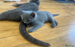Russian Blue cats for sale: 😻😻The most adorable Russian blue kitten for sale - Image 2