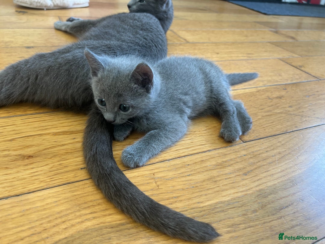 Russian Blue cats for sale: 😻😻The most adorable Russian blue kitten for sale - Image 2