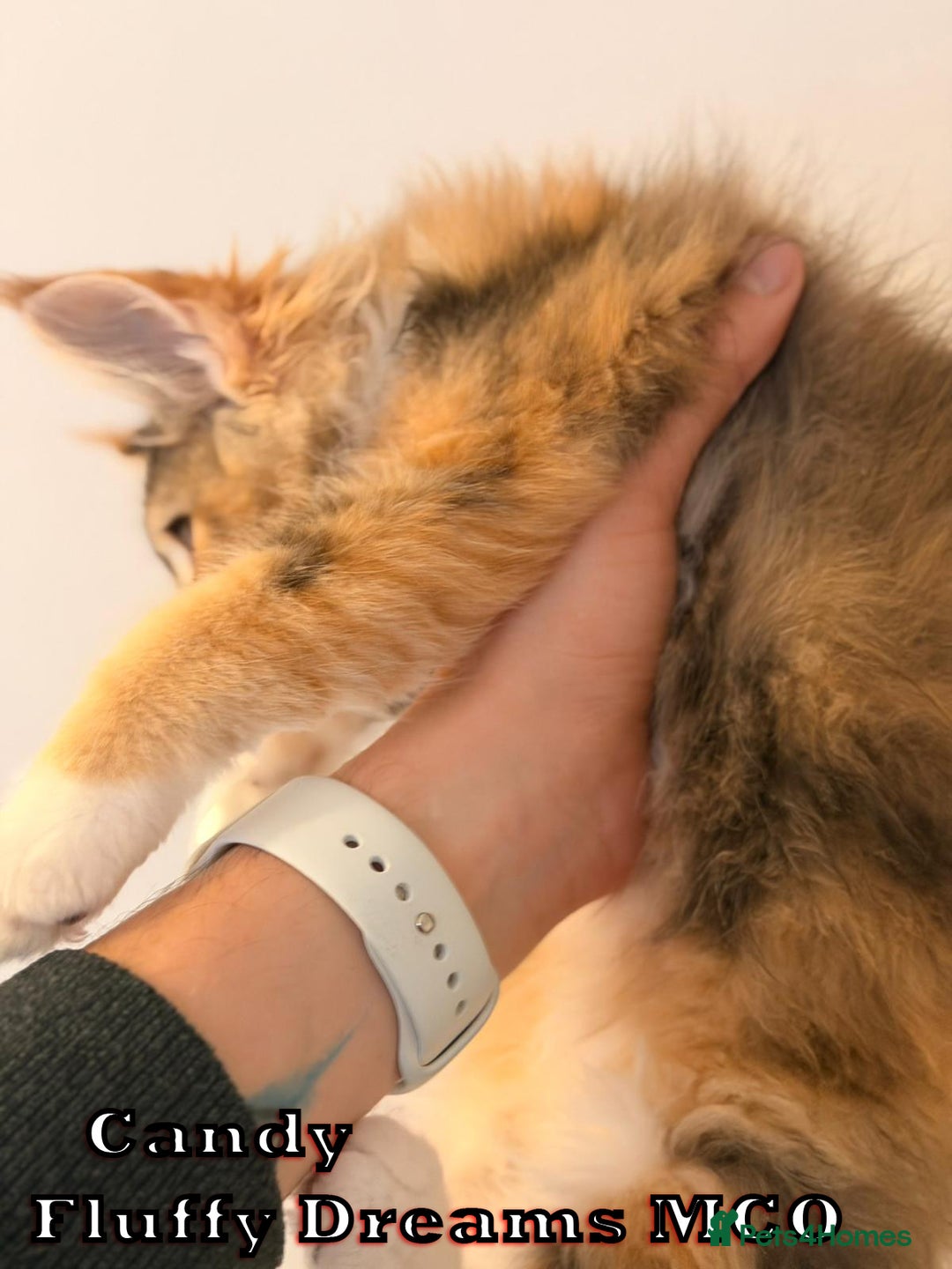 Maine Coon cats for sale: Fluffy Maine Coons 3 girls 1 boy active/non-active - Image 6