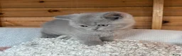 British Shorthair cats for sale: British Shorthair Boy - Advert 27