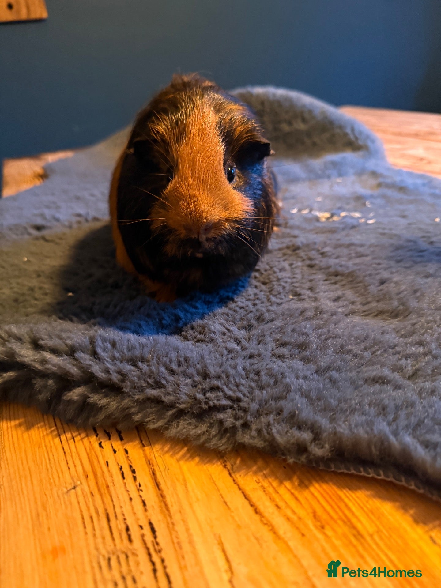 Guinea Pig rodents Boar guinea pig - Advert 1