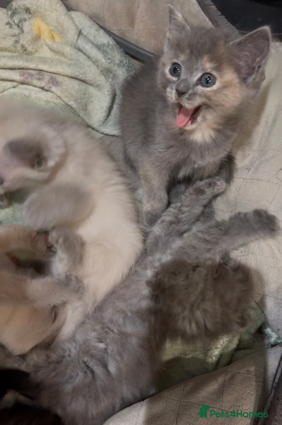 Mixed Breed cats for sale: Stunning Persian x Siamese kittens - Image 10
