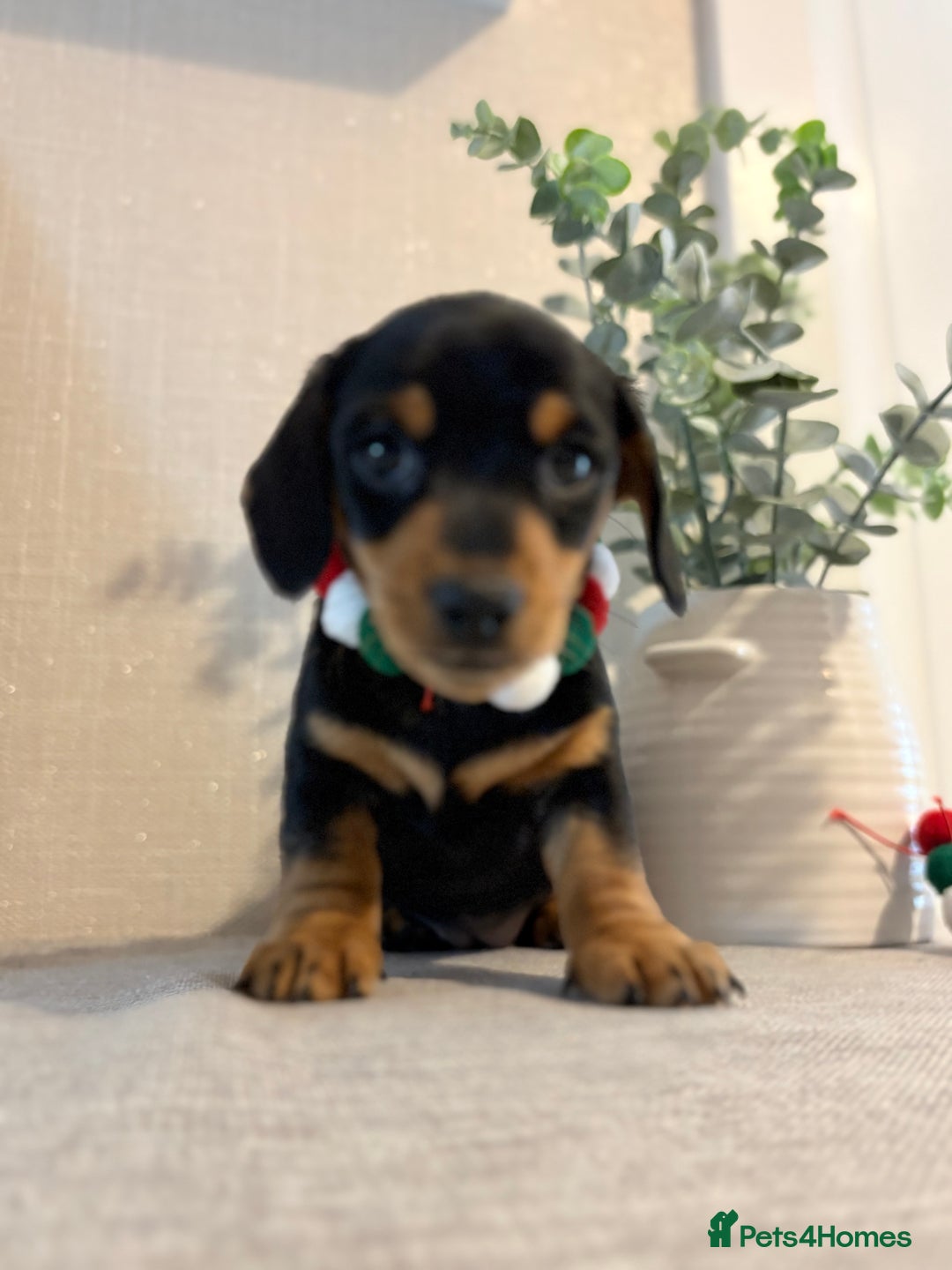 Miniature Dachshund dogs for sale: Miniature Dachshunds dapple. KC reg 4th Jan - Advert 23