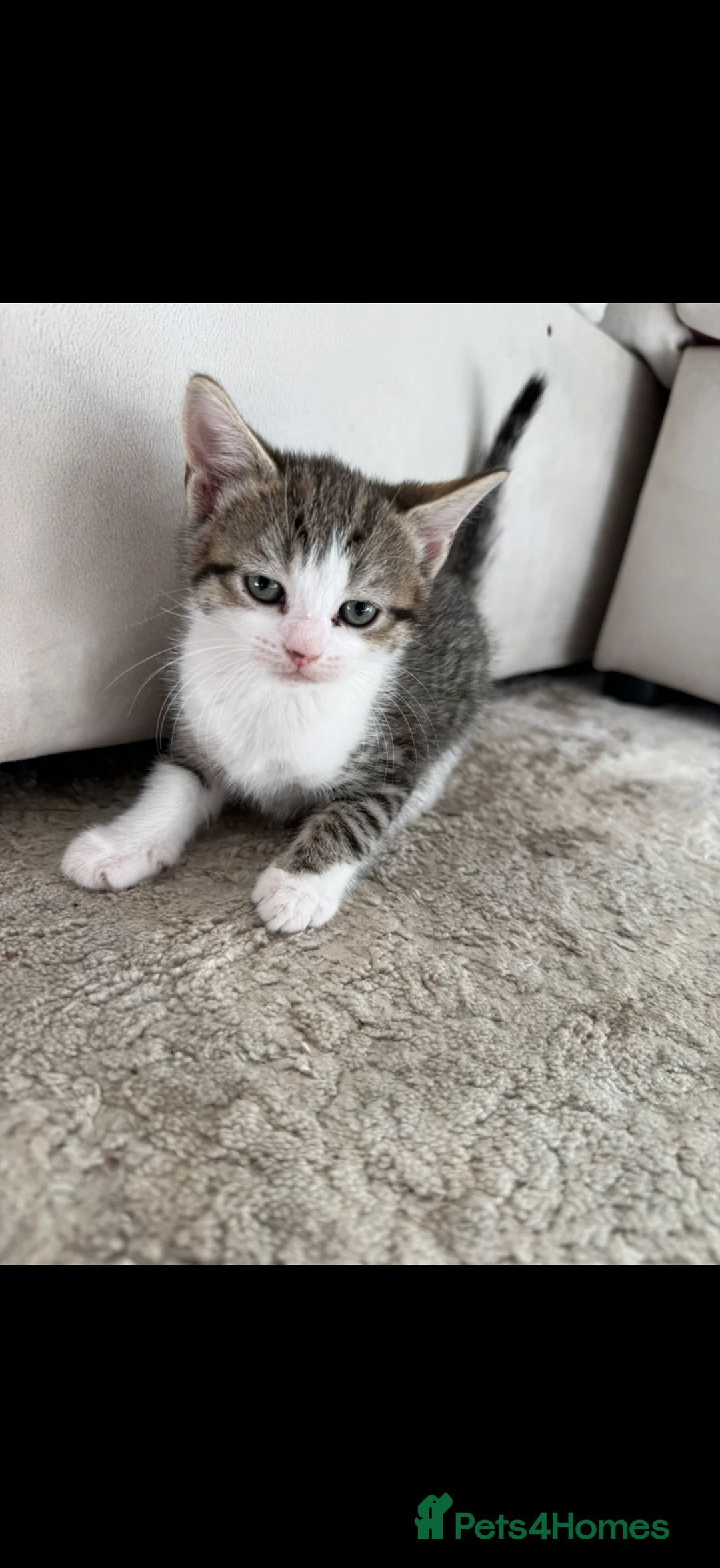 Mixed Breed cats for sale: Kittens for sale in Peterborough - Advert 2