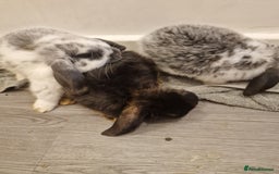 Mini Lop rabbits for sale: 3 Beautiful purebred minilops 2 girls 1 boy - Image 2