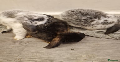 Mini Lop rabbits - Advert 5