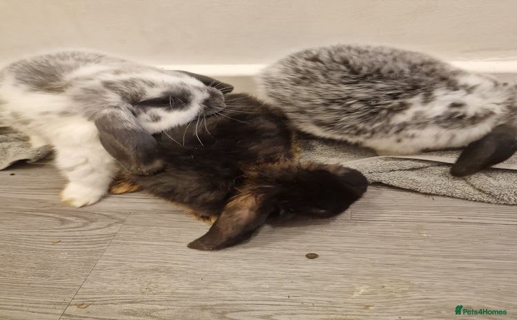 Mini Lop rabbits - Advert 12