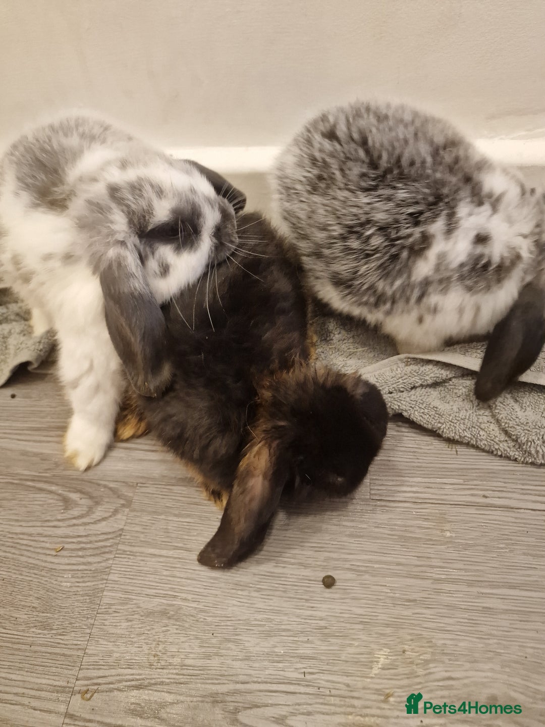 Mini Lop rabbits for sale: 3 Beautiful purebred minilops 2 girls 1 boy - Image 2