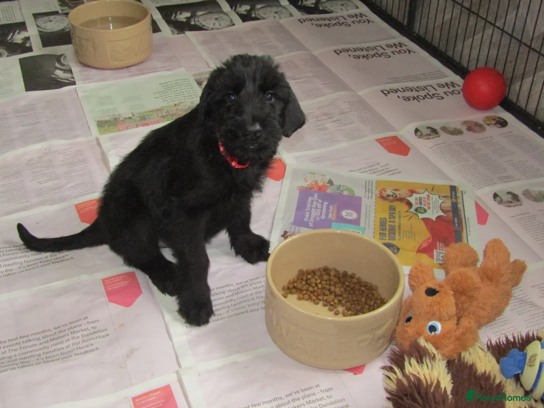 Giant Schnauzer dogs for sale: Giant Schnauzer female puppy. - Advert 2