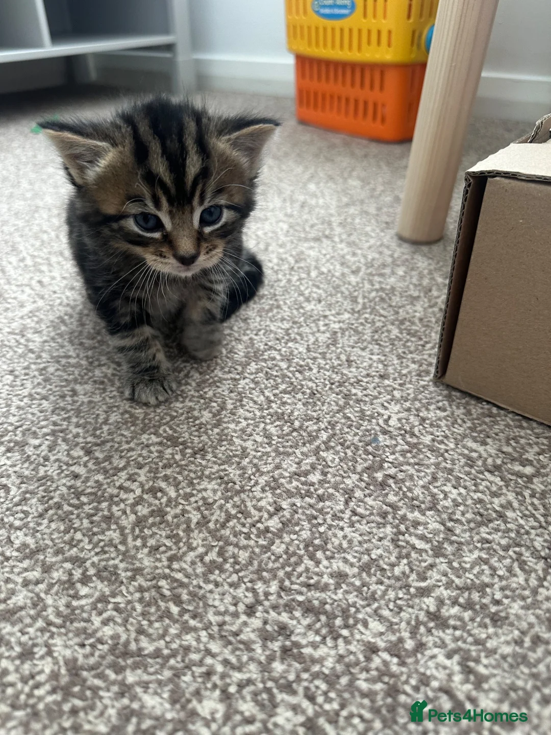 Mixed Breed cats for sale: Kitten  in Rugby - Advert 2