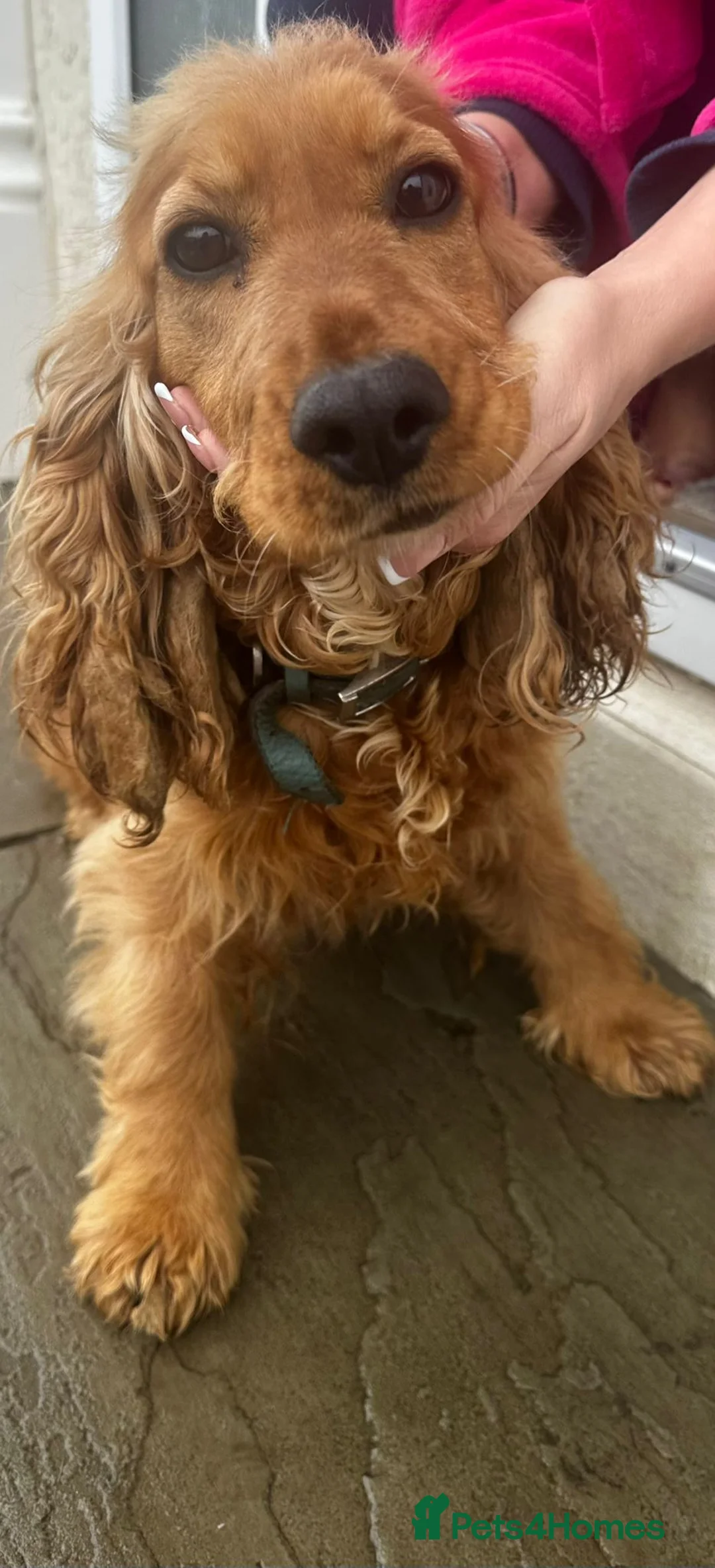 Cocker Spaniel dogs for sale: Beautiful cocker spaniel girl - Advert 2