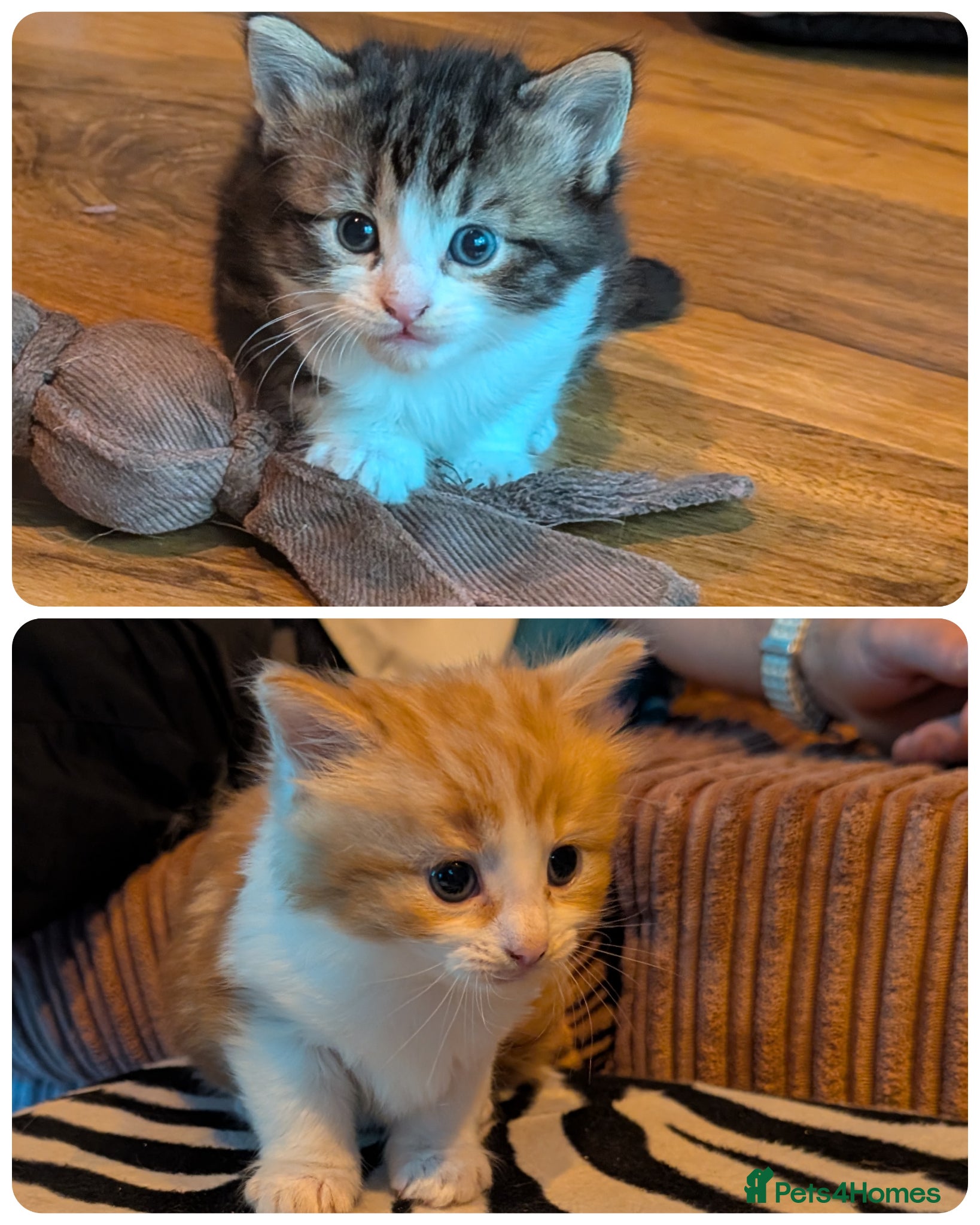 Turkish Angora cats for sale: Turkish Angora Mix boys  - Advert 1