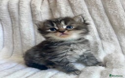 Mixed Breed cats for sale: 4 beautiful kittens available to reserve - Image 1