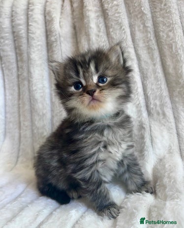 Mixed Breed cats - Advert 1