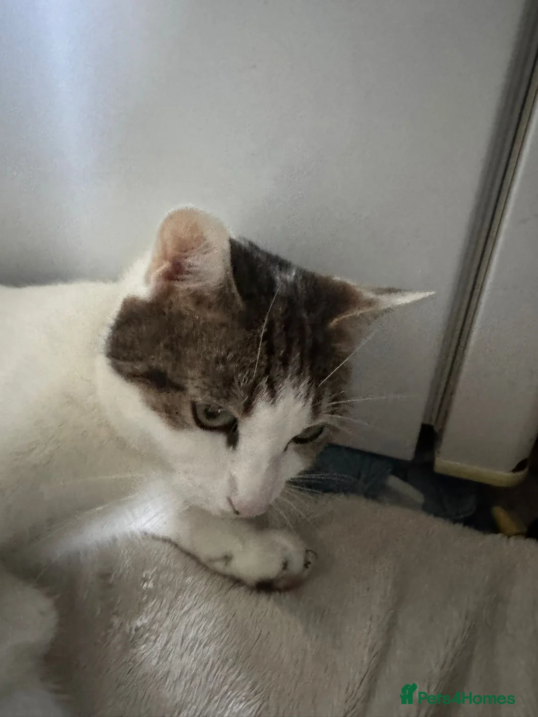 Mixed Breed cats for sale: 1 beautiful boy left  - Advert 6