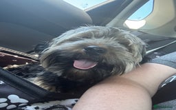 Mixed Breed dogs for sale: Looking for forever home  - Image 4