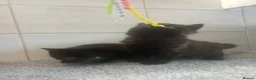 Mixed Breed cats for sale: 2 Male fluffy brown kittens left  - Advert 15
