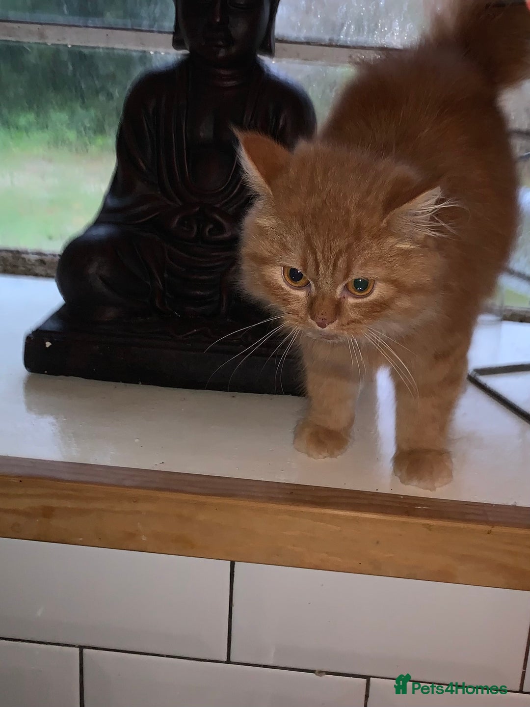 Persian cats for sale: Rare red shaded golden kit - Advert 1