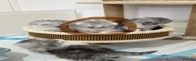 Persian Kitten 5