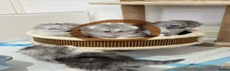 Persian cats for sale: Persian chilchilla & doll face babies  - Advert 4