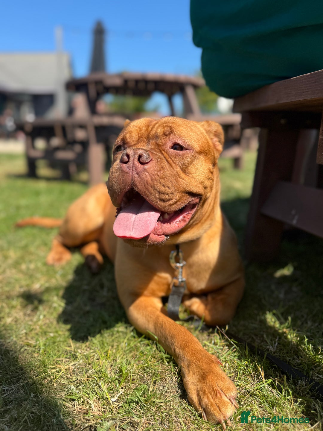 Dogue De Bordeaux dogs for sale: Dogue de Bordeaux female for rehoming  - Image 3