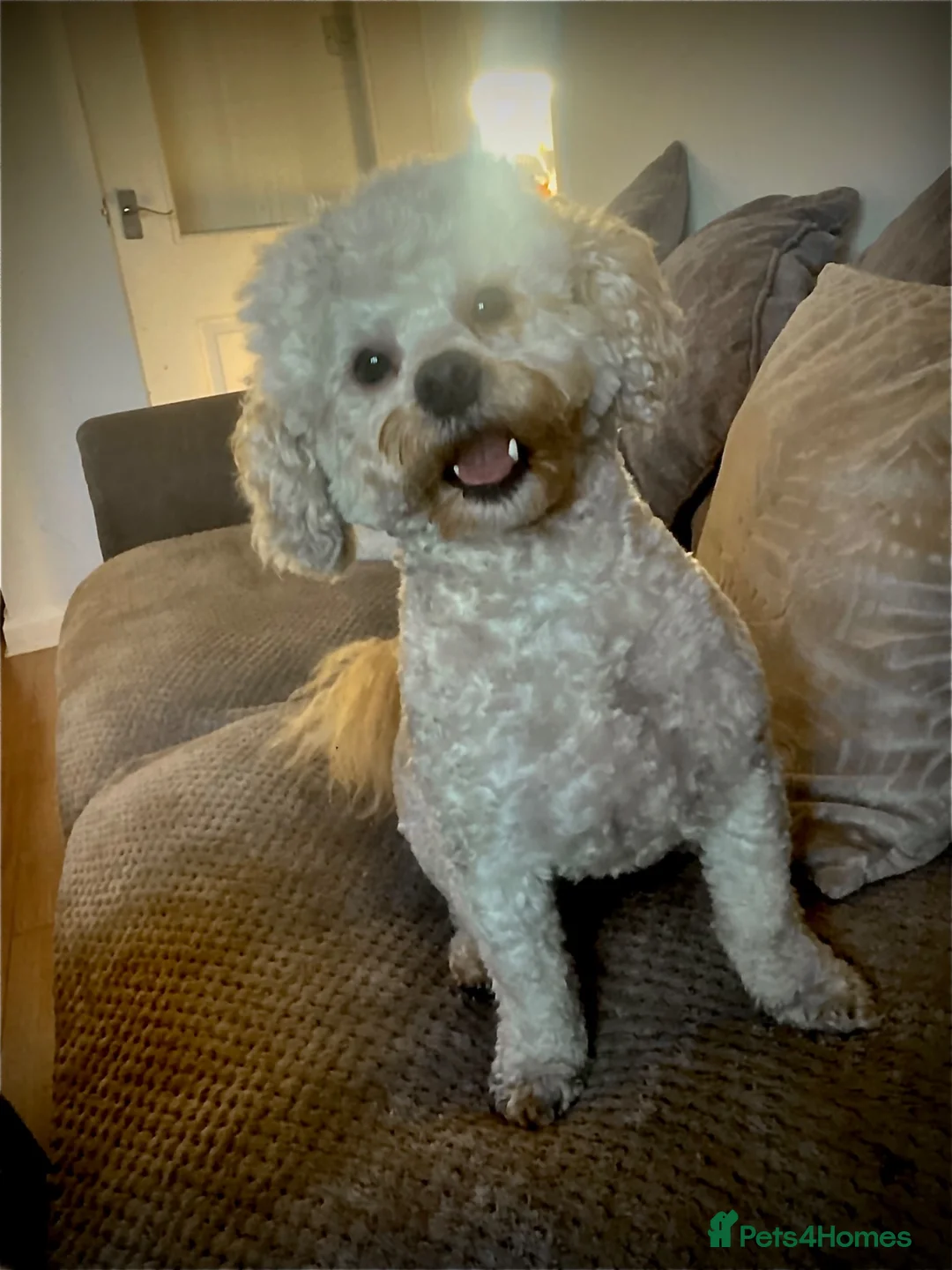 Shihpoo dogs for stud: Shihpoo male (cooper) - Advert 2