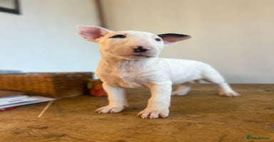English Bull Terrier dogs - Advert 4