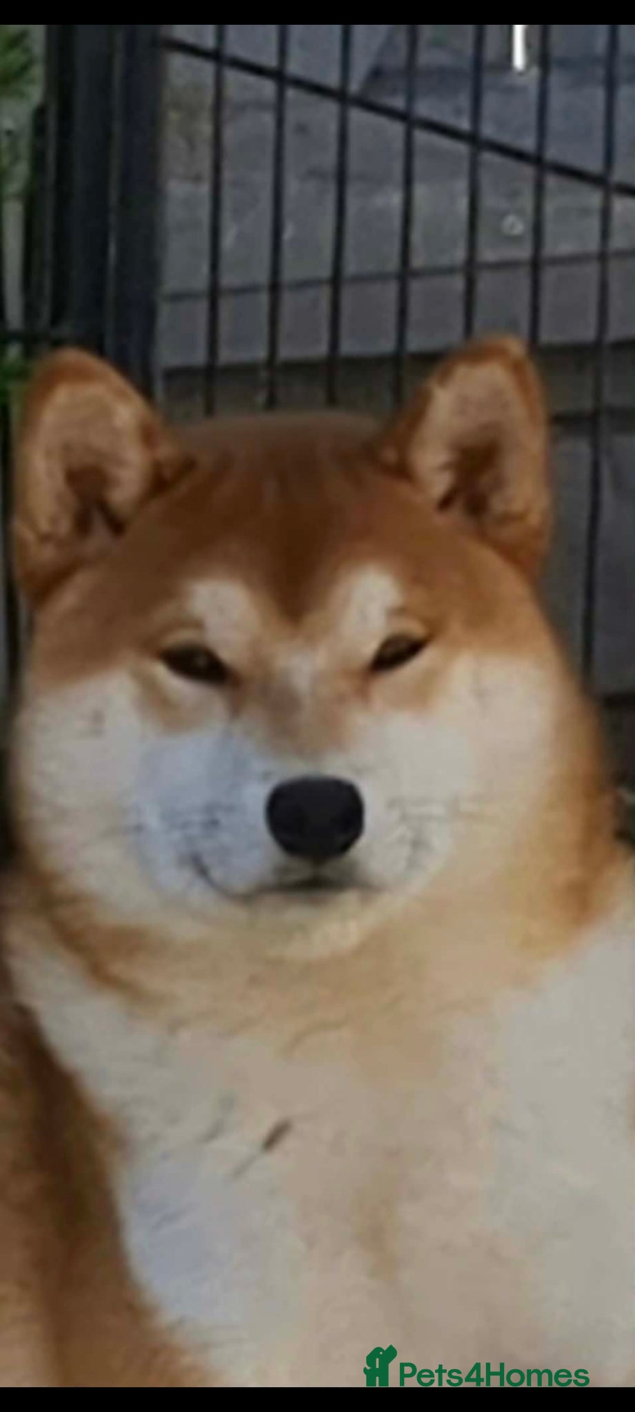 Japanese Shiba Inu dogs 🐶Kc reg🩵 1 BOY 💙 - Advert 2