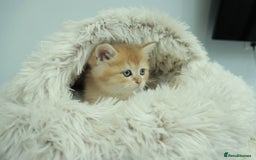 British Shorthair cats for sale: Stunning Champion Bloodlines kittens  - Advert 8