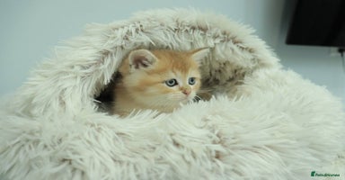 British Shorthair cats Stunning Champion Bloodlines kittens  - Advert 1