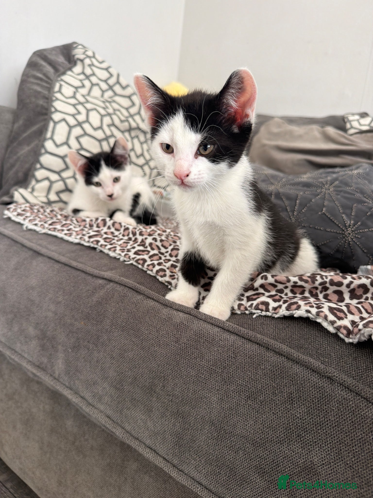 Mixed Breed cats 3 gorgeous black&white female kittens - Advert 1