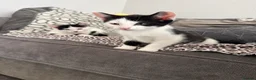 Mixed Breed cats for sale: 3 gorgeous black&white female kittens - Advert 1