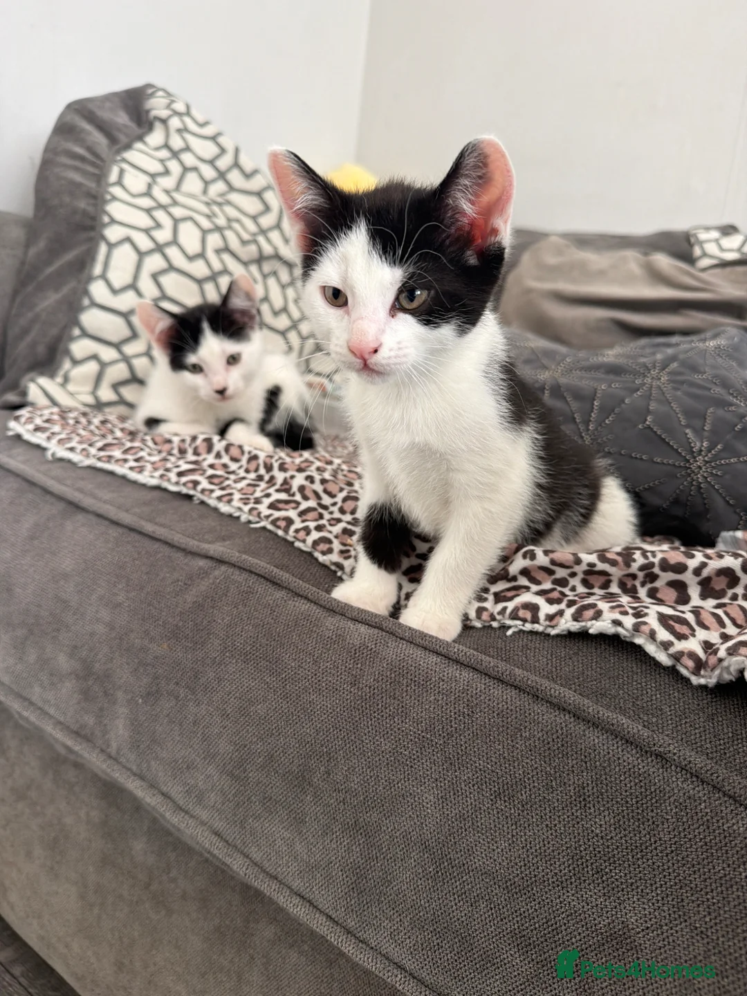 Mixed Breed cats for sale: 3 gorgeous black&white female kittens - Advert 1