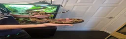 Mixed Breed reptiles for sale: Ball pythons boas and corns for sale  in Malvern - Advert 7