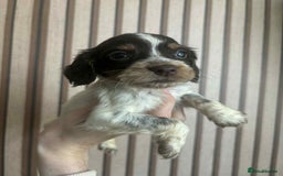 Cocker Spaniel dogs for sale: 6 gorgeous cockerspaniel puppy’s  - Image 4