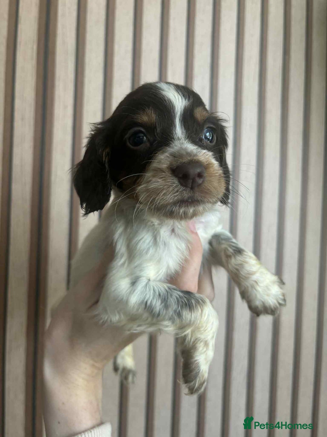 Cocker Spaniel dogs for sale: 6 gorgeous cockerspaniel puppy’s  - Image 4