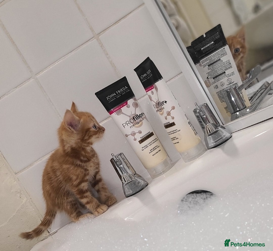 Mixed Breed cats for sale: Ginger tabby kitten  - Advert 5