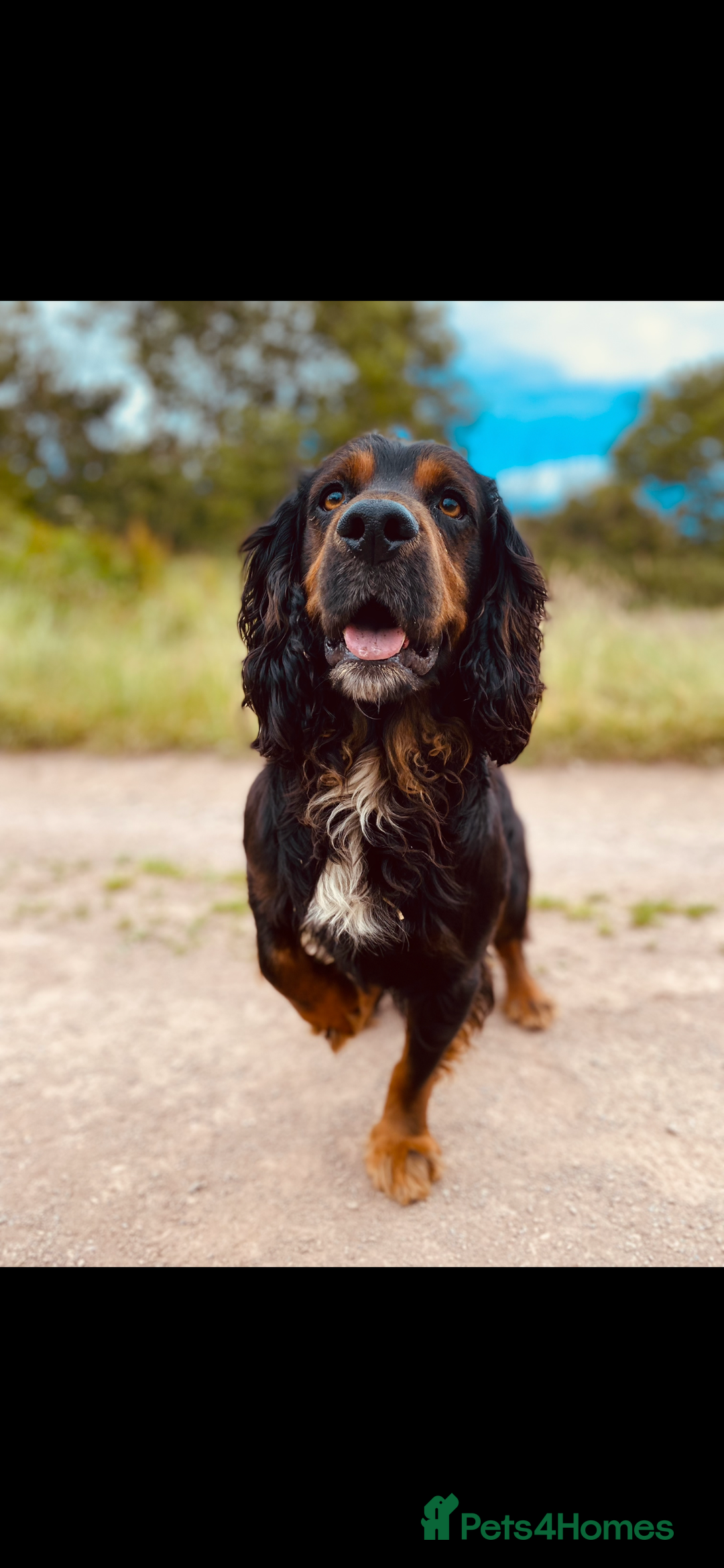 Cocker Spaniel dogs for stud: Standing at STUD Finn  - Advert 3